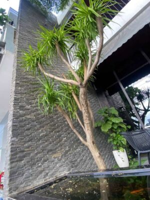 đá chong chóng xanh ốp tường